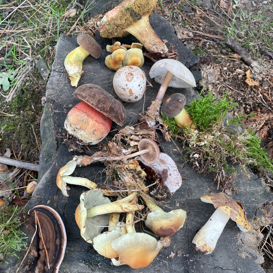 Collection of various mushrooms on a rock with a natural background