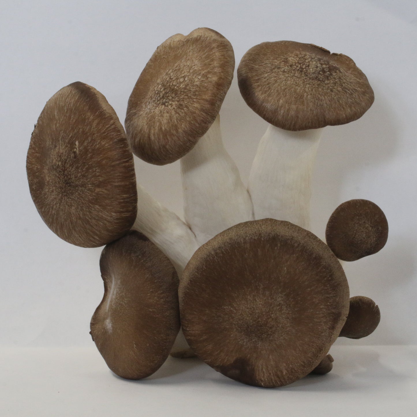 Black Pearl King Oyster Mushroom Grow Kit