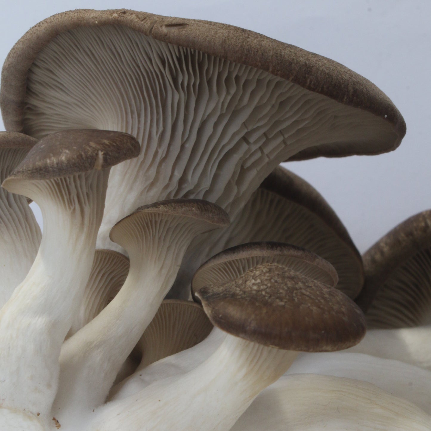 Black Pearl King Oyster Mushroom Grow Kit