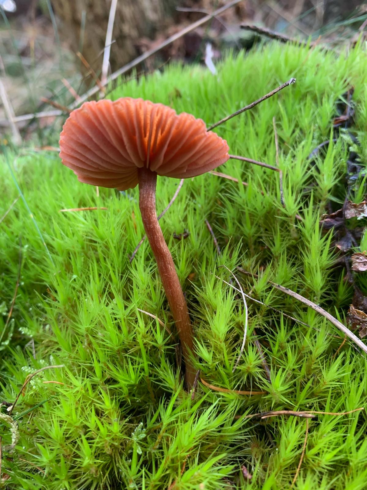 Foraging Workshop