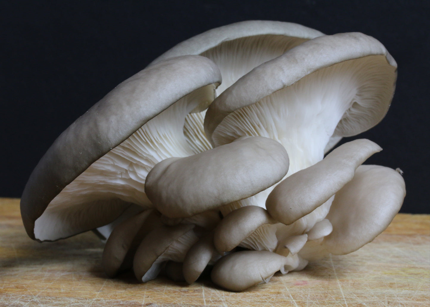 Grey Oyster Mushroom Grow Kit