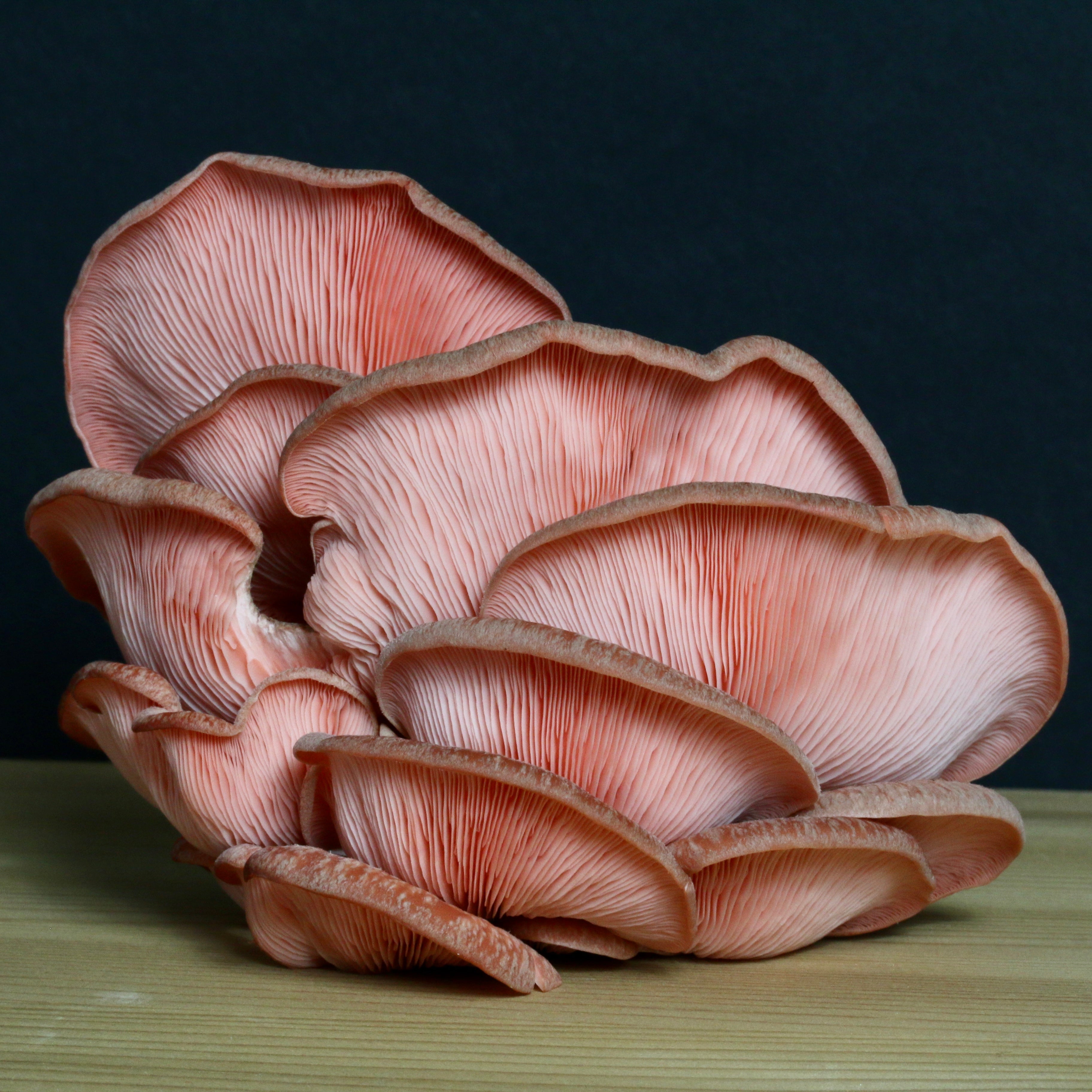 Pink Oyster Mushroom Grow Kit