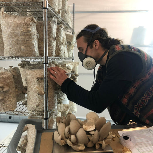 Mushroom Farm Tour in Yorkshire | Behind the Scenes Gourmet Mushroom Experience