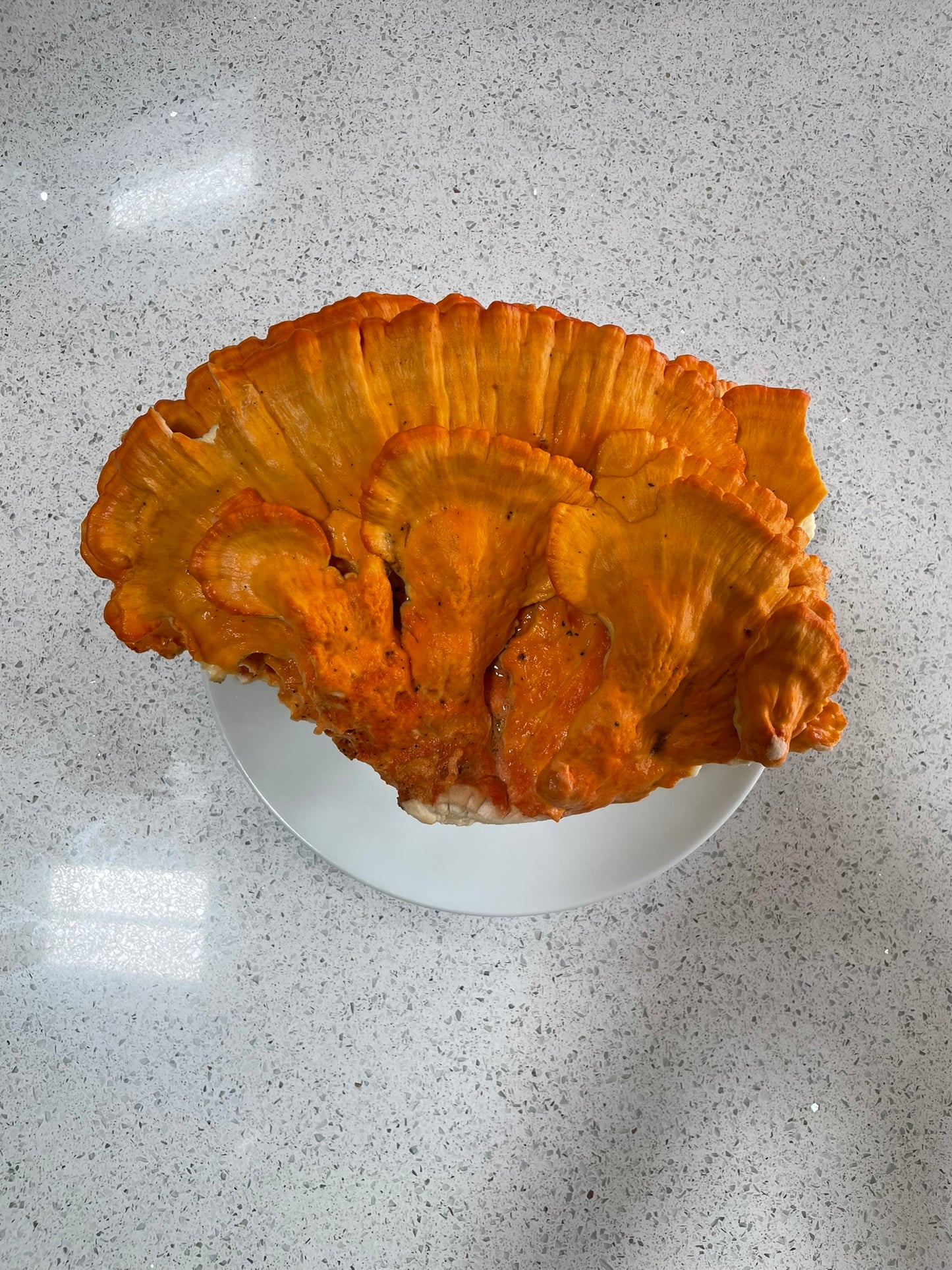 Chicken of the Woods Log Kit