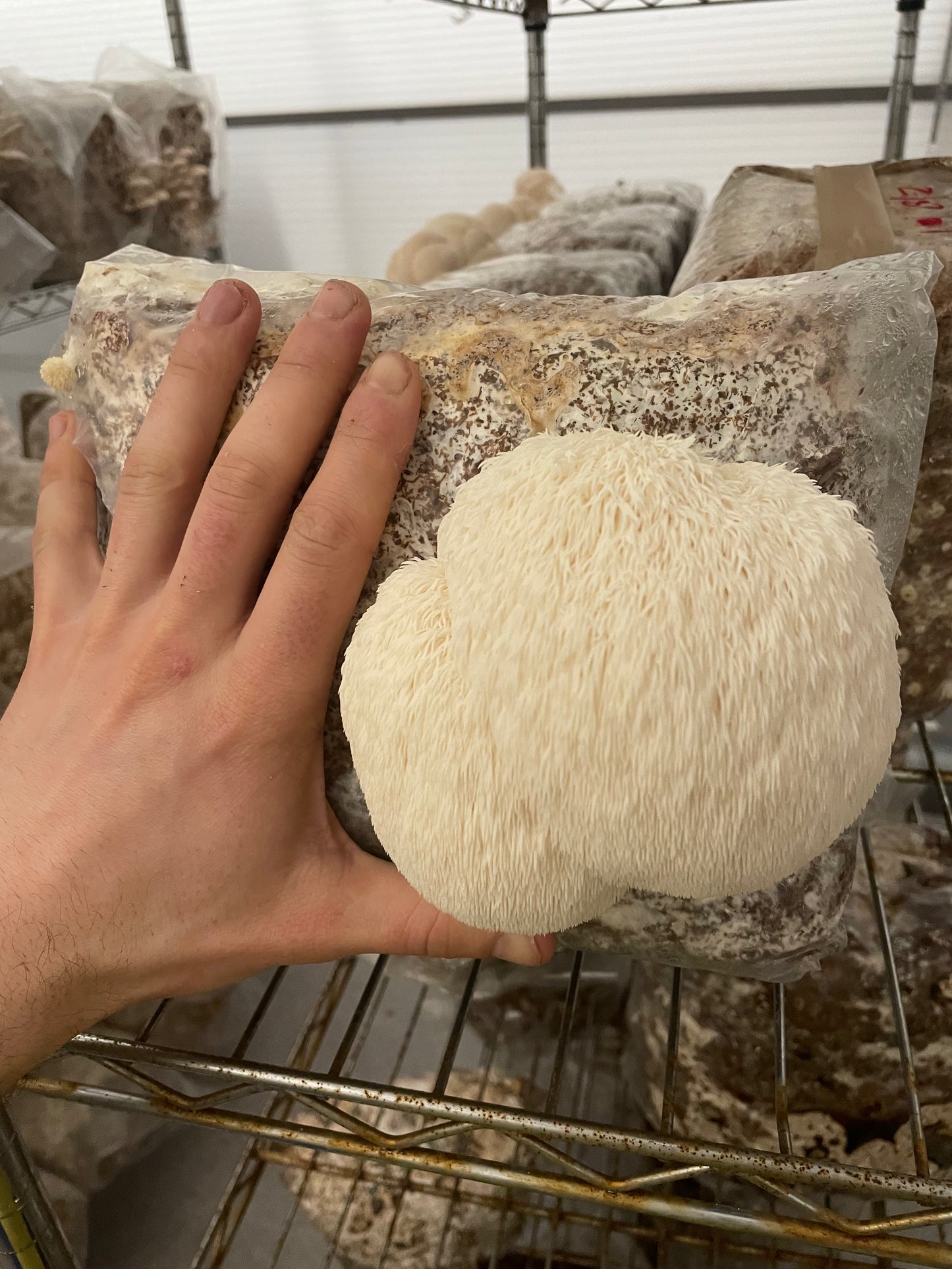 Lions Mane Mushroom Grow Kit