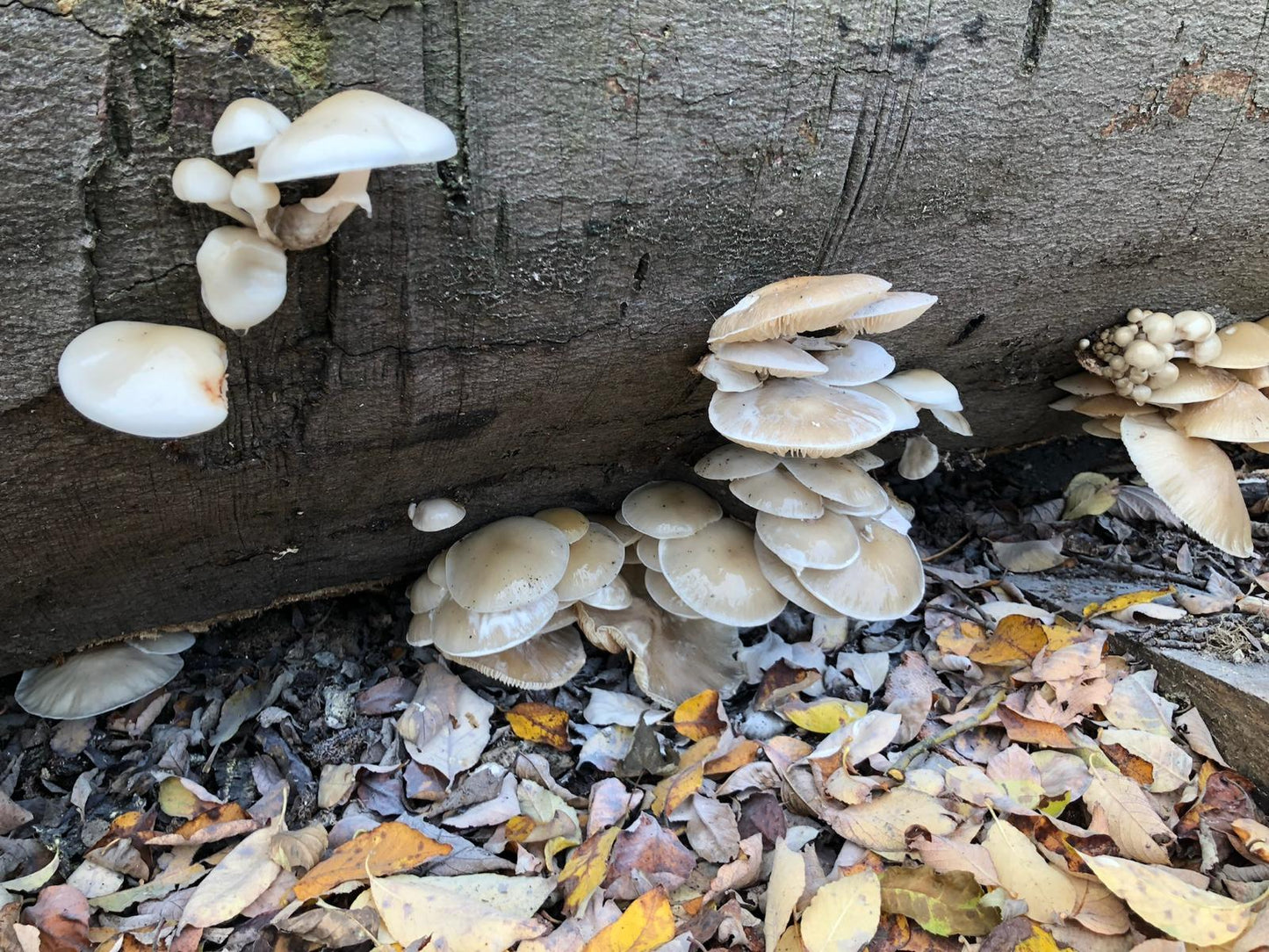 Foraging Workshop