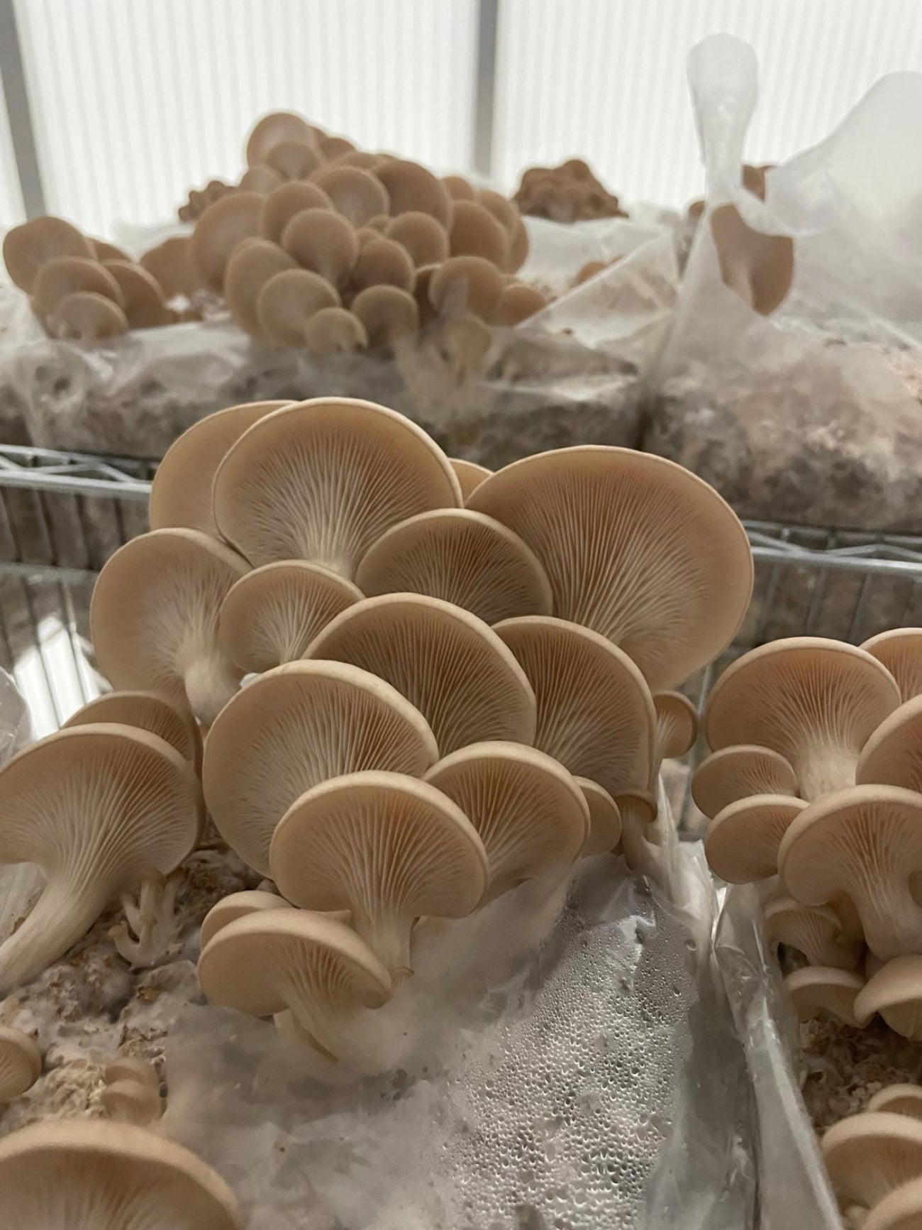 Mushroom Growing Workshop