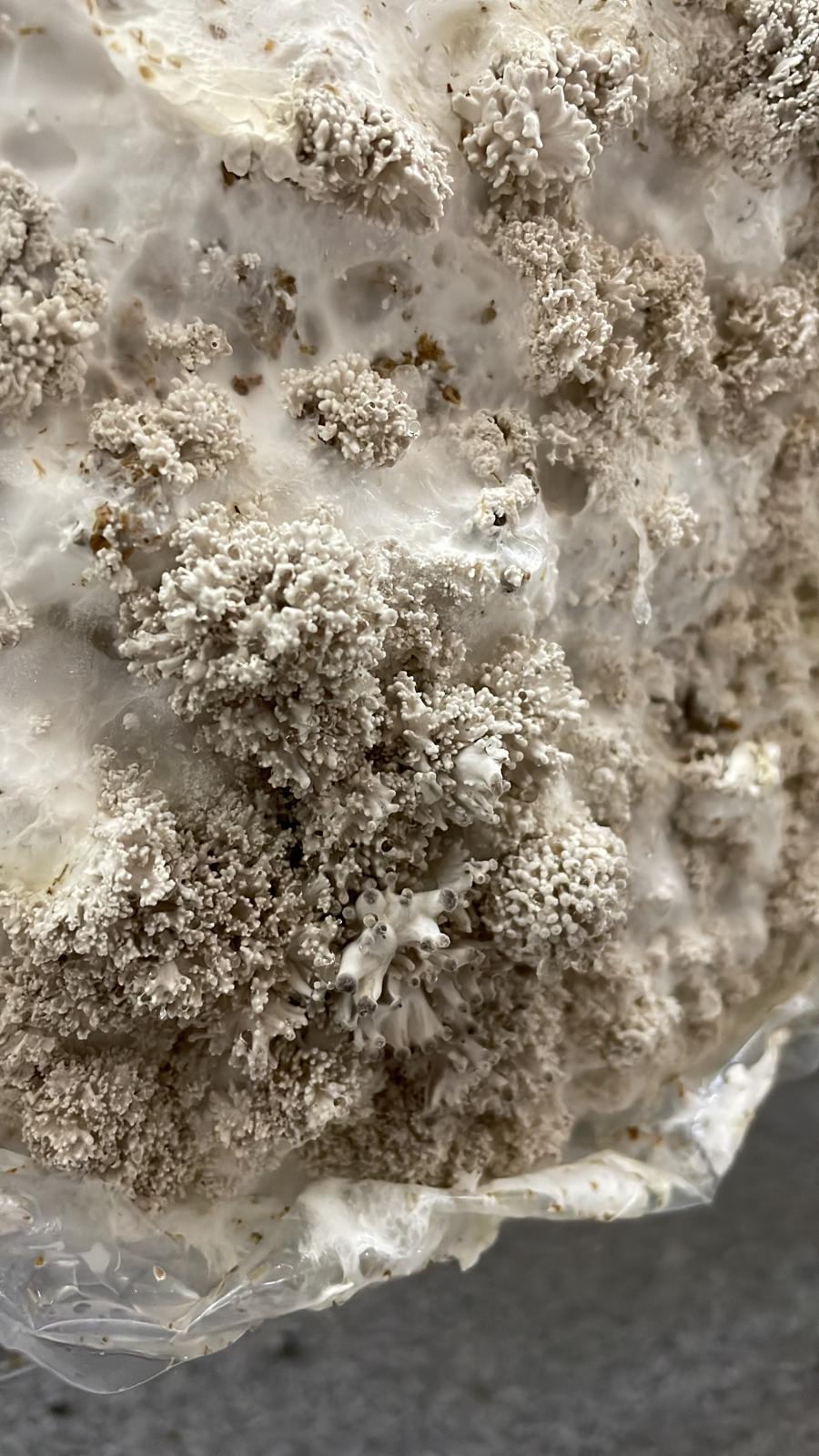 Mushroom Growing Workshop
