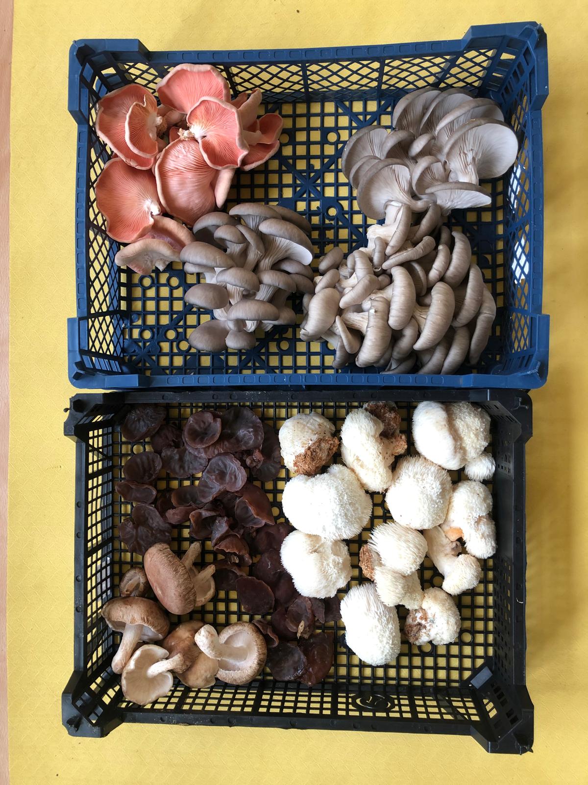 Mushroom Growing Workshop