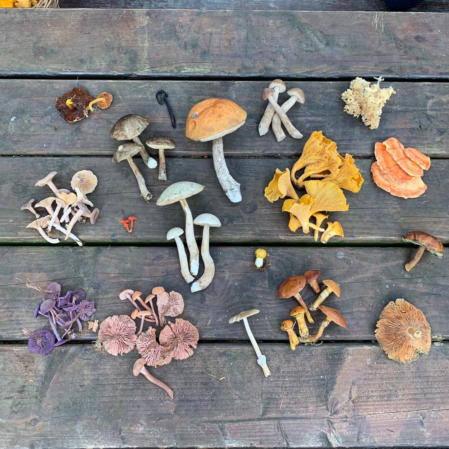 Foraging Workshop