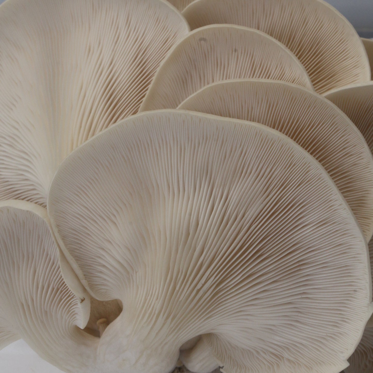 Pearl Oyster Mushroom Grow Kit