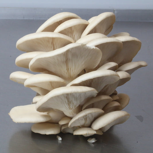 Pearl Oyster Log Kit