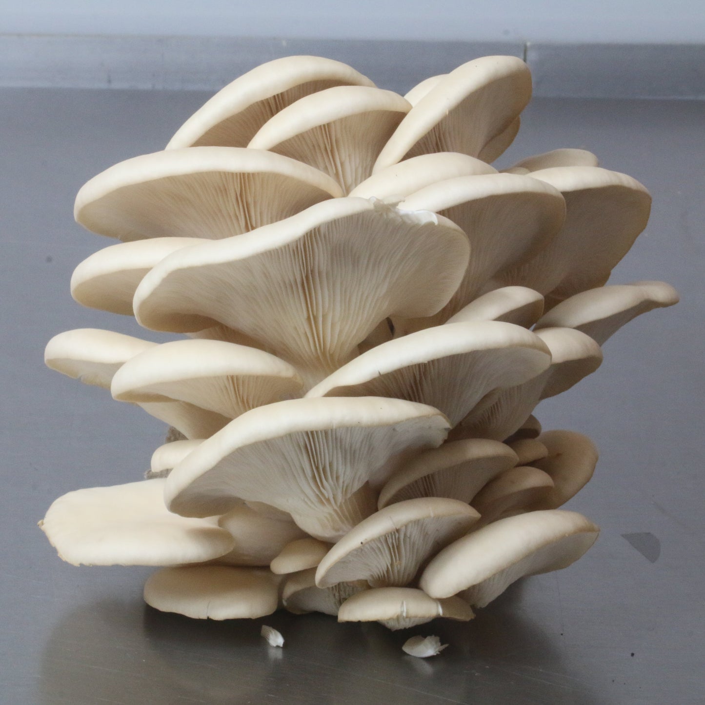 Pearl Oyster Log Kit