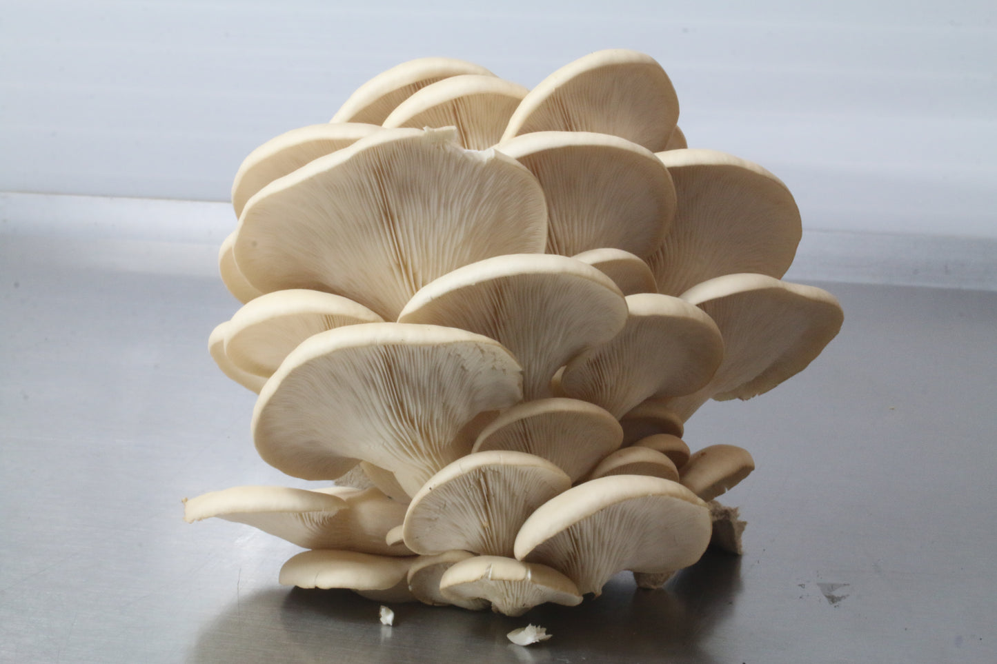 Mushroom Farm Tour