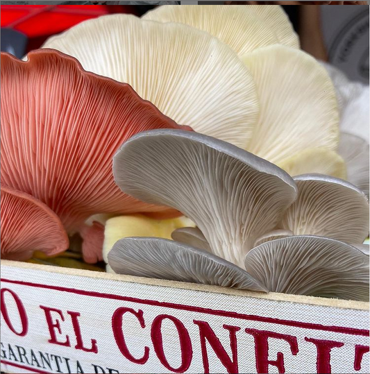 Fresh Seasonal Oyster Mushroom Mix
