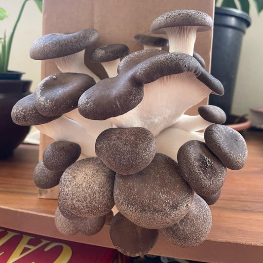 Black Pearl King Oyster Mushroom Grow Kit