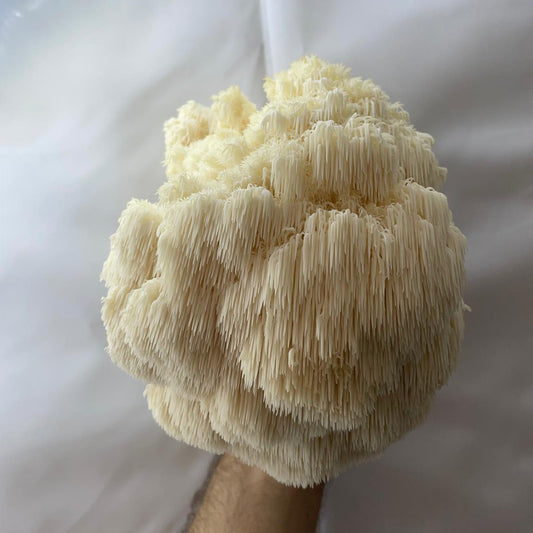 Fresh Lions Mane Mushroom