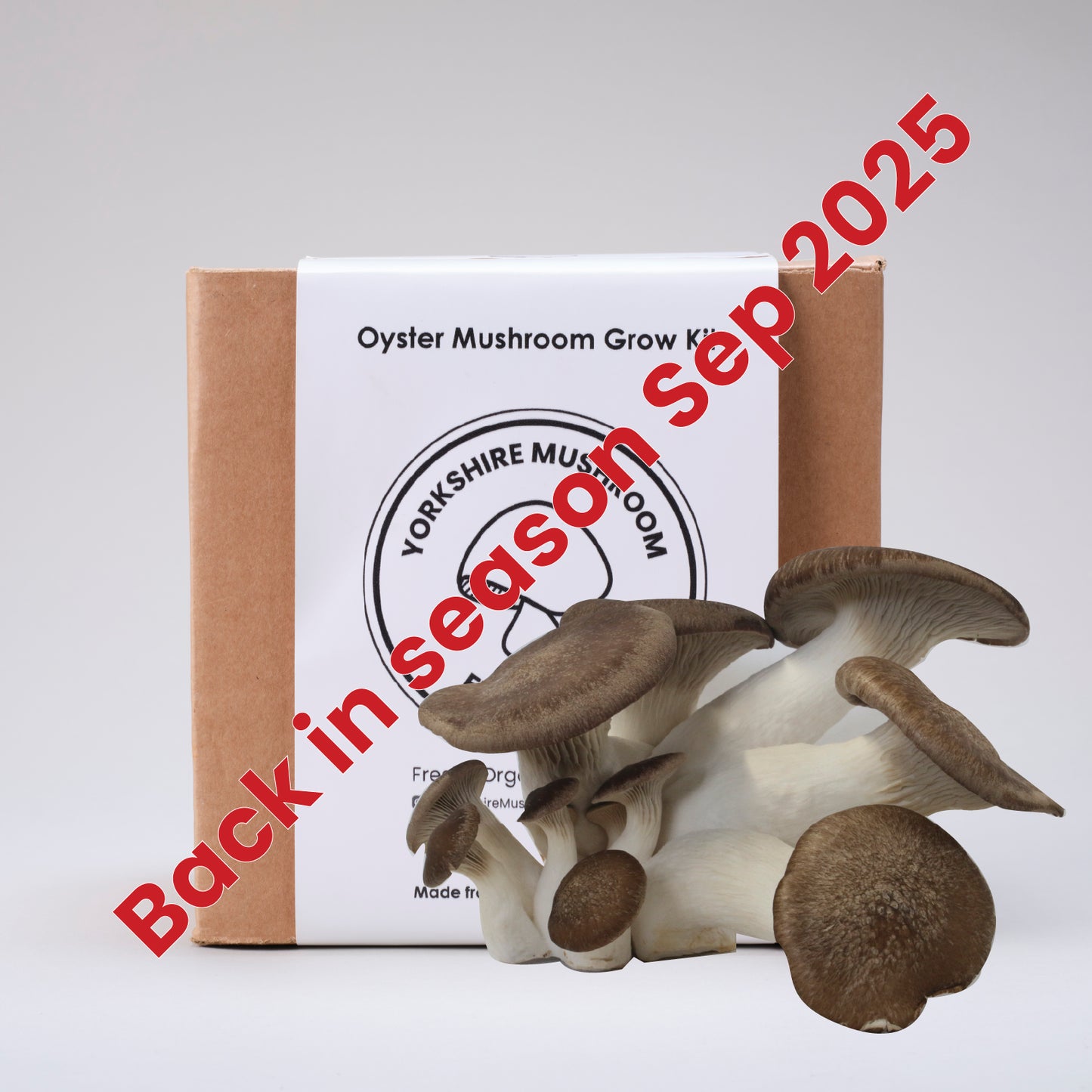 Black Pearl King Oyster Mushroom Grow Kit