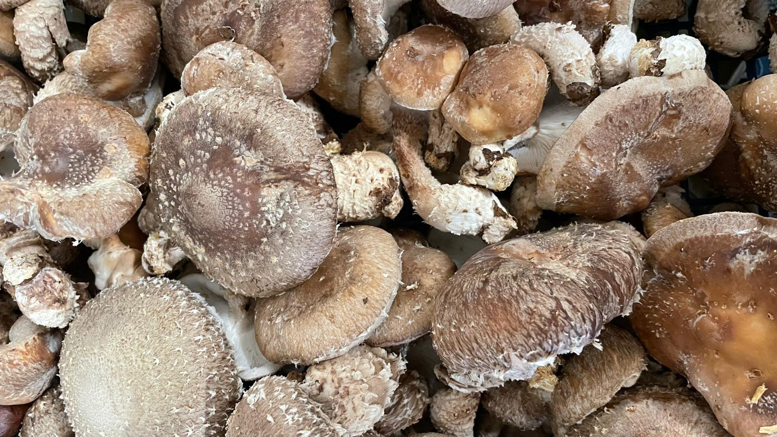 Buy Mushrooms