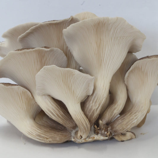 The Yorkshire Tarragon Mushroom Grow Kit