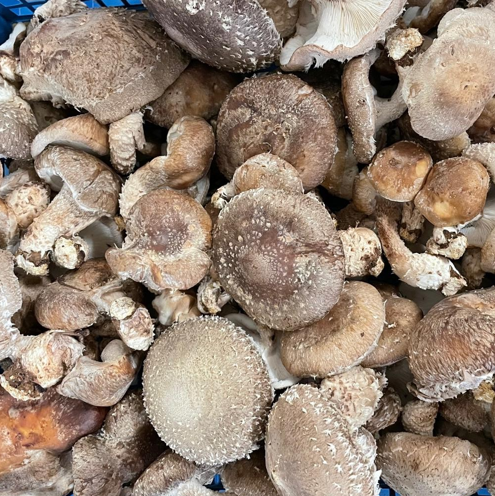 Shiitake Log Kit