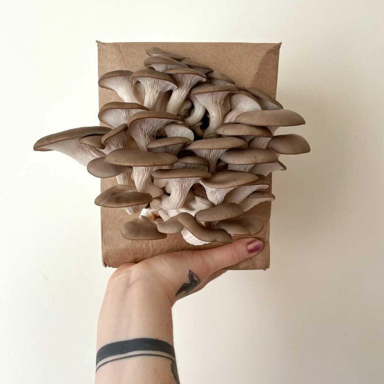 Indoor Mushroom Grow Kits