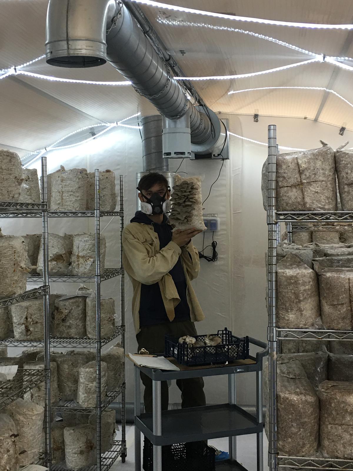 Mushroom Cultivation Courses