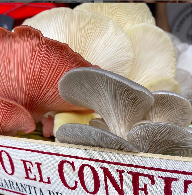 Fresh Mushrooms