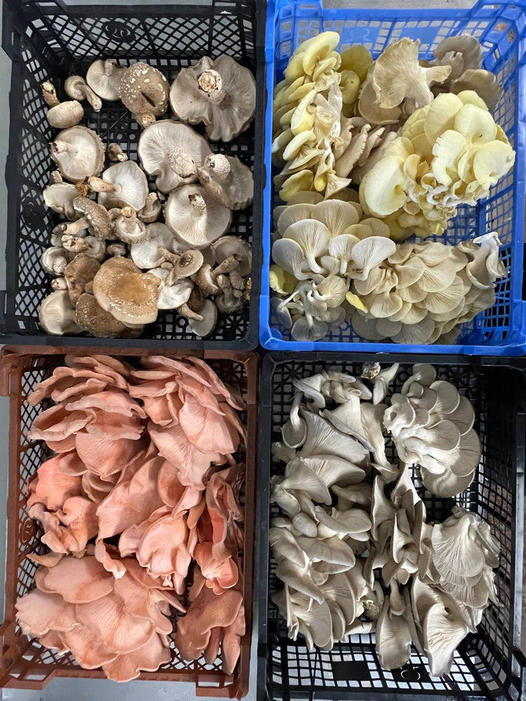 Fresh Mushrooms