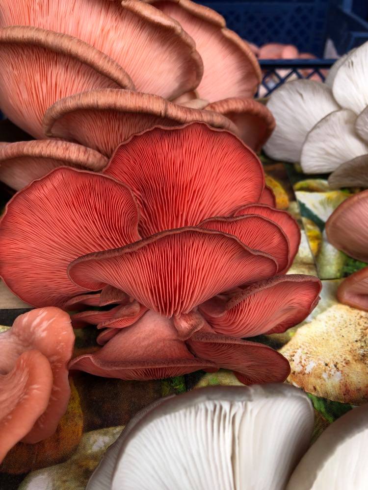 Fresh Pink Oyster Mushrooms