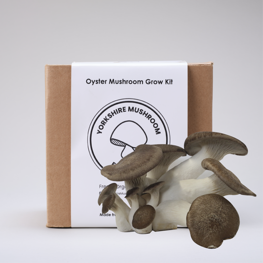 Black Pearl King Oyster Mushroom Grow Kit