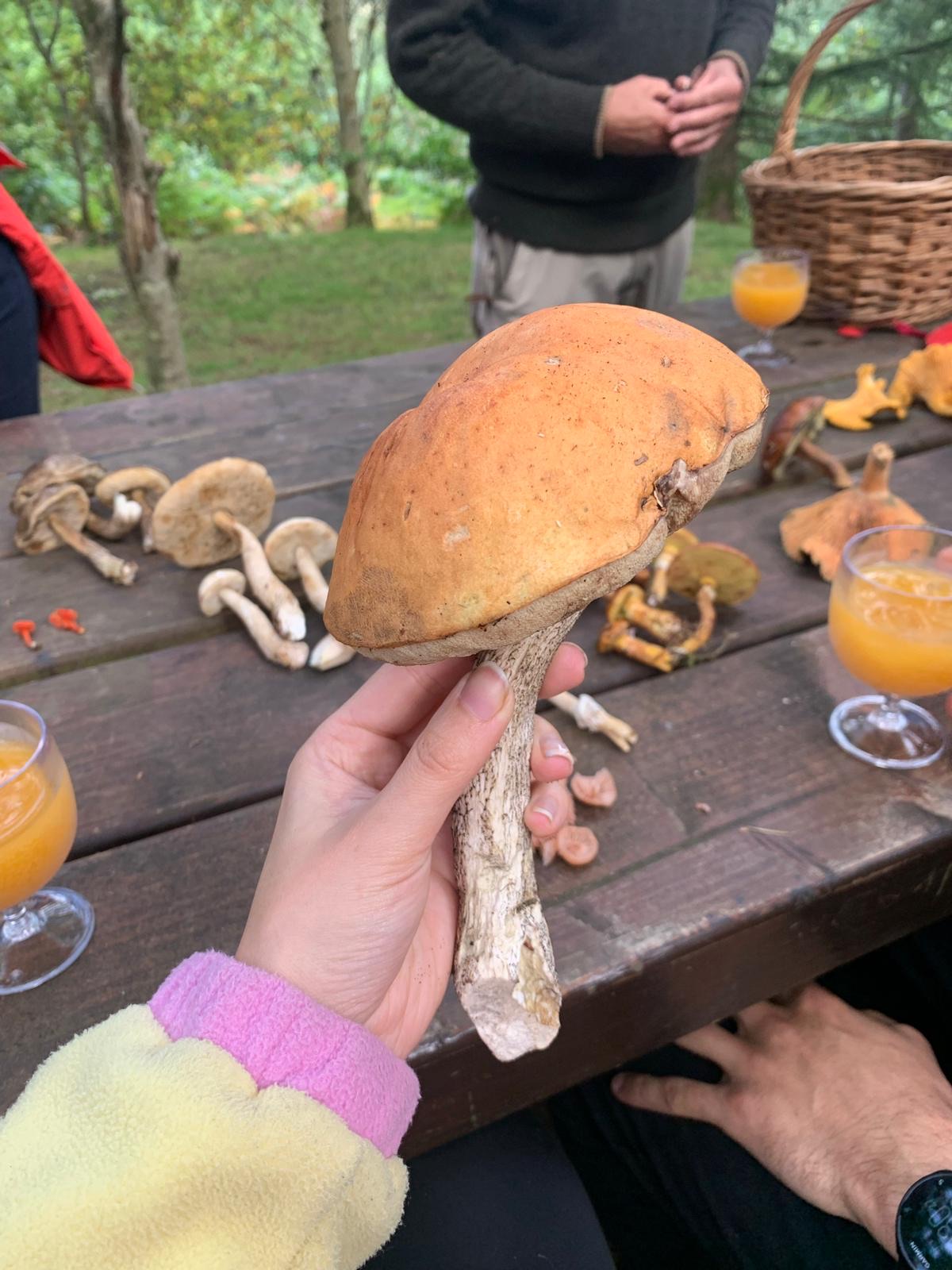 YME's Foraging Course Led by Elliot Nicholls Yorkshire Mushroom Emporium