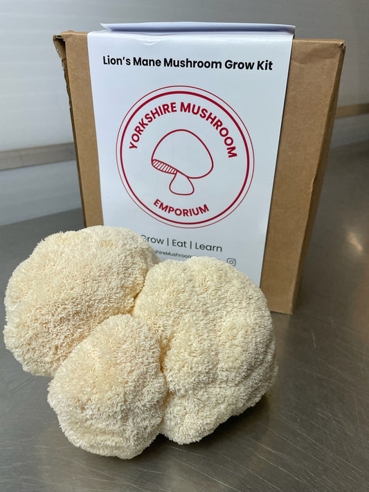 Lions Mane Mushroom Grow Kit