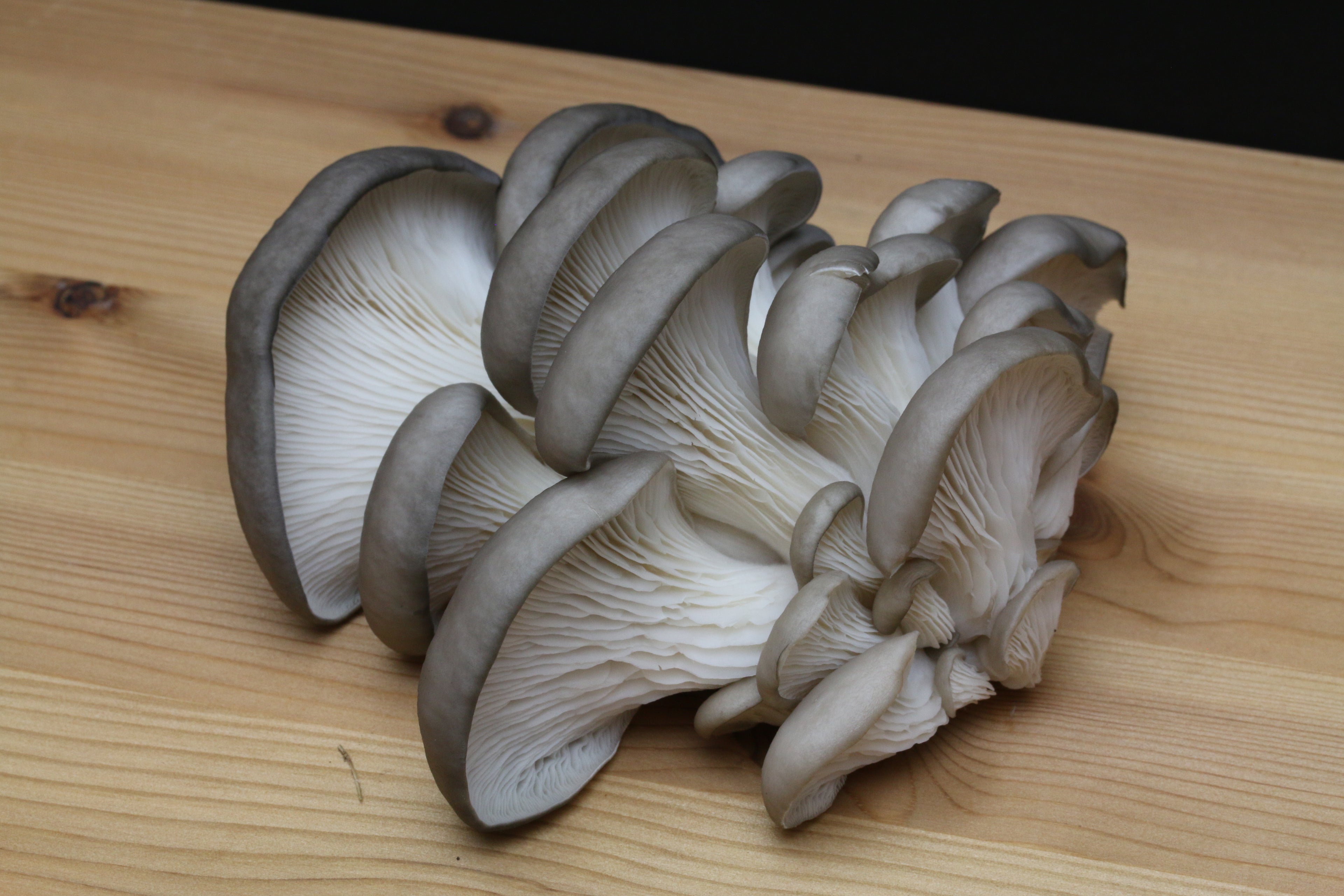 Oyster Mushroom