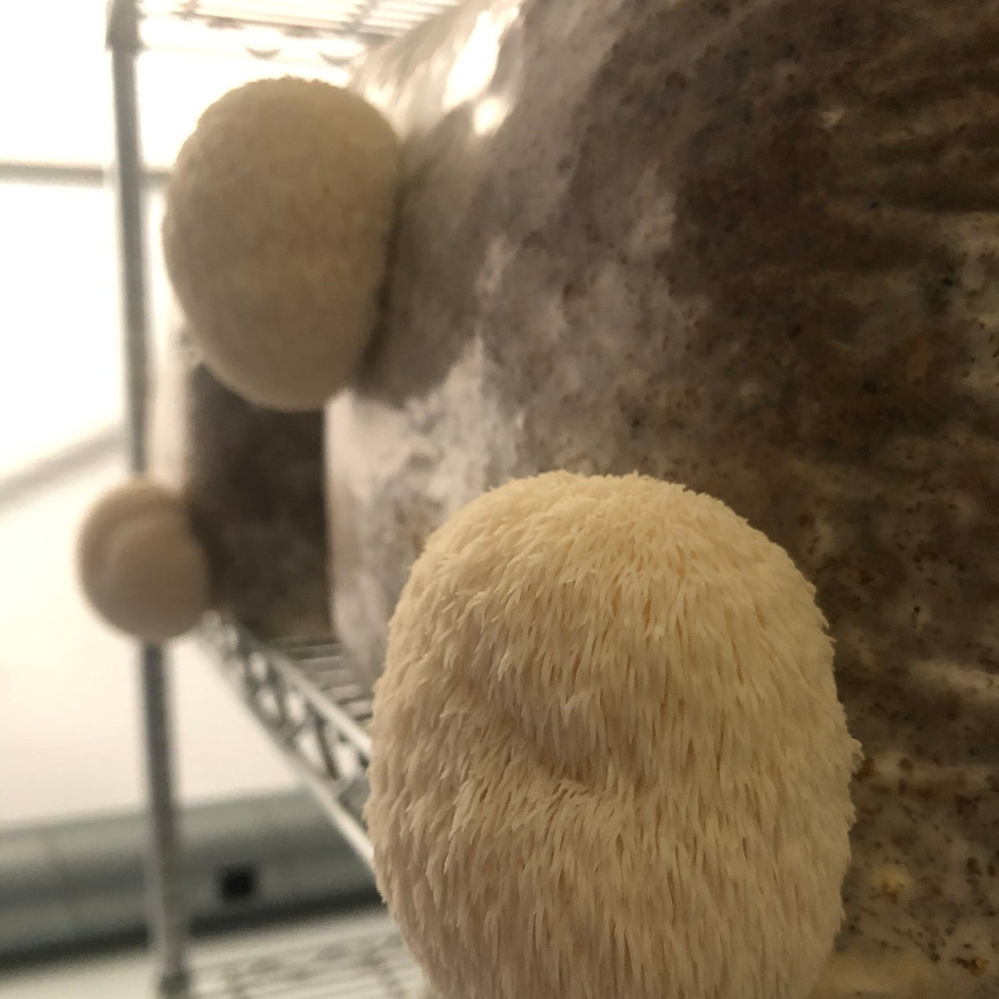 Mushroom Farm Tour in Yorkshire | Behind the Scenes Gourmet Mushroom Experience