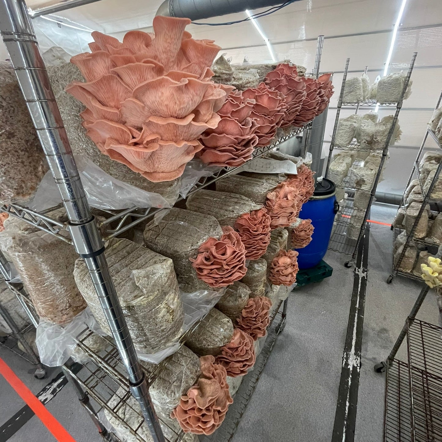 Mushroom Farm Tour in Yorkshire | Behind the Scenes Gourmet Mushroom Experience