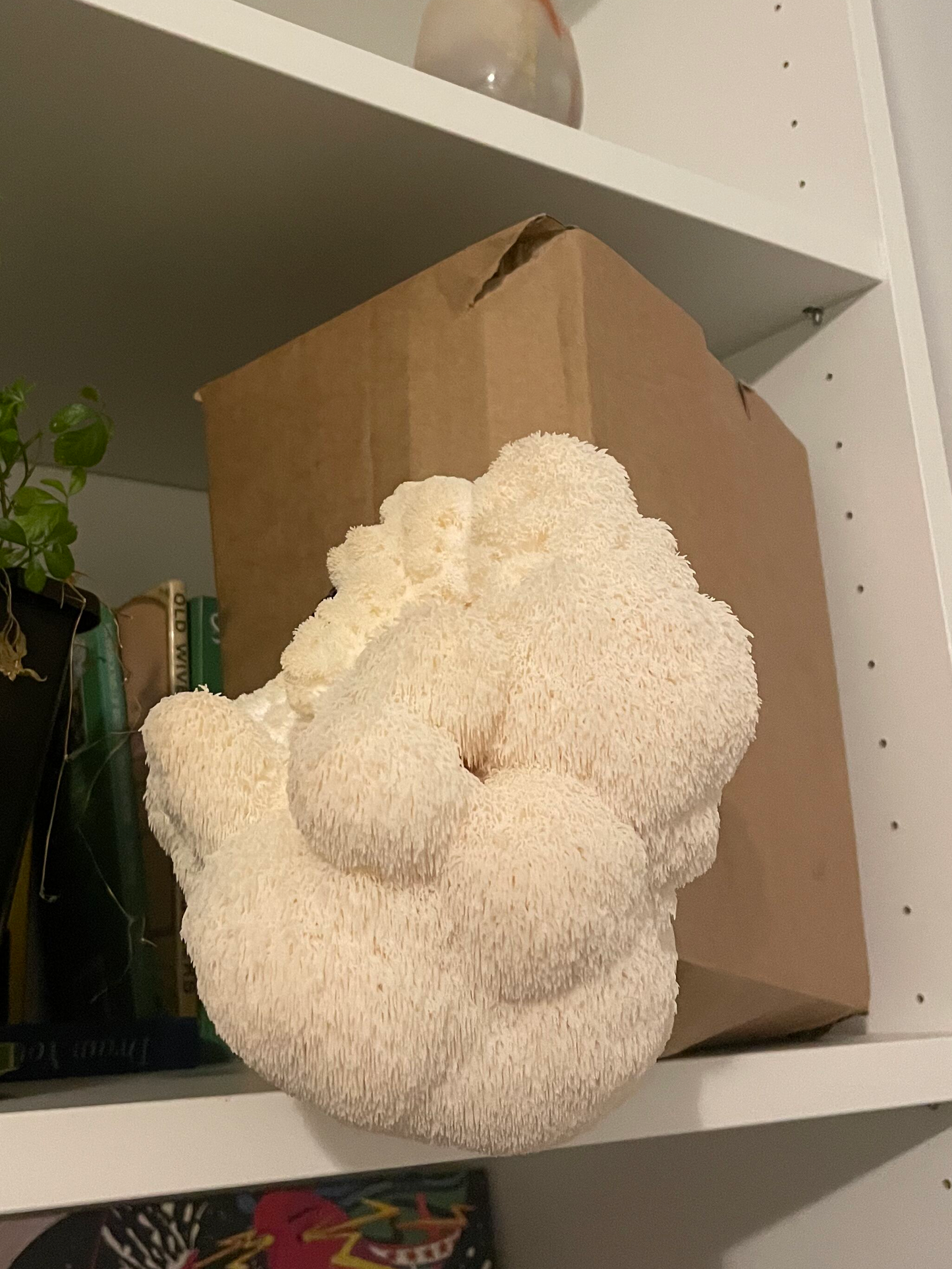 Lions Mane Mushroom Grow Kit
