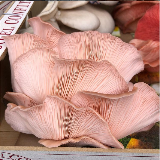 Fresh Pink Oyster Mushrooms