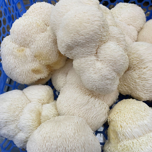 Fresh Lions Mane Mushroom