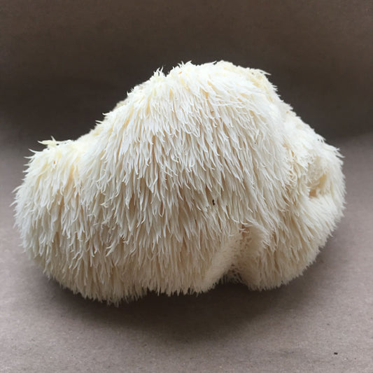 Fresh Lions Mane Mushroom