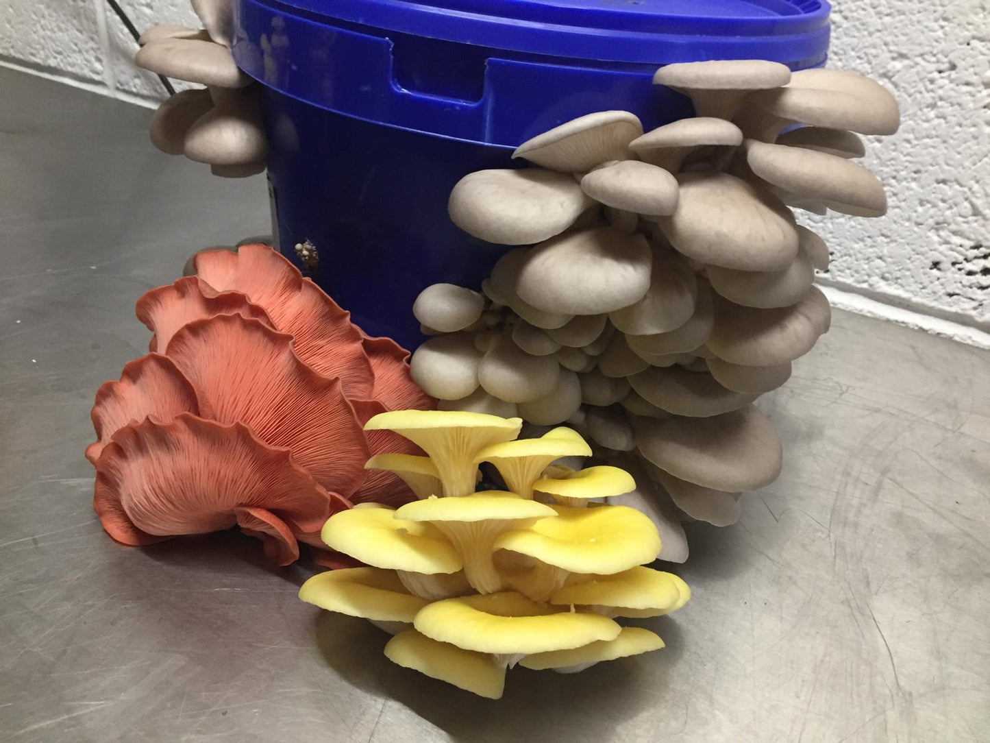 Fresh Seasonal Oyster Mushroom Mix