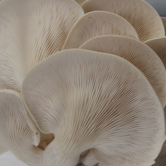 Pearl Oyster Mushroom Grow Kit