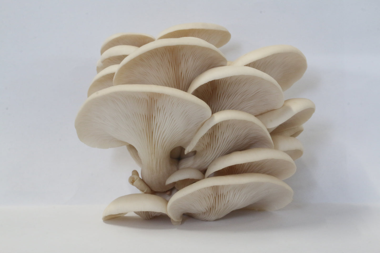 Pearl Oyster Log Kit