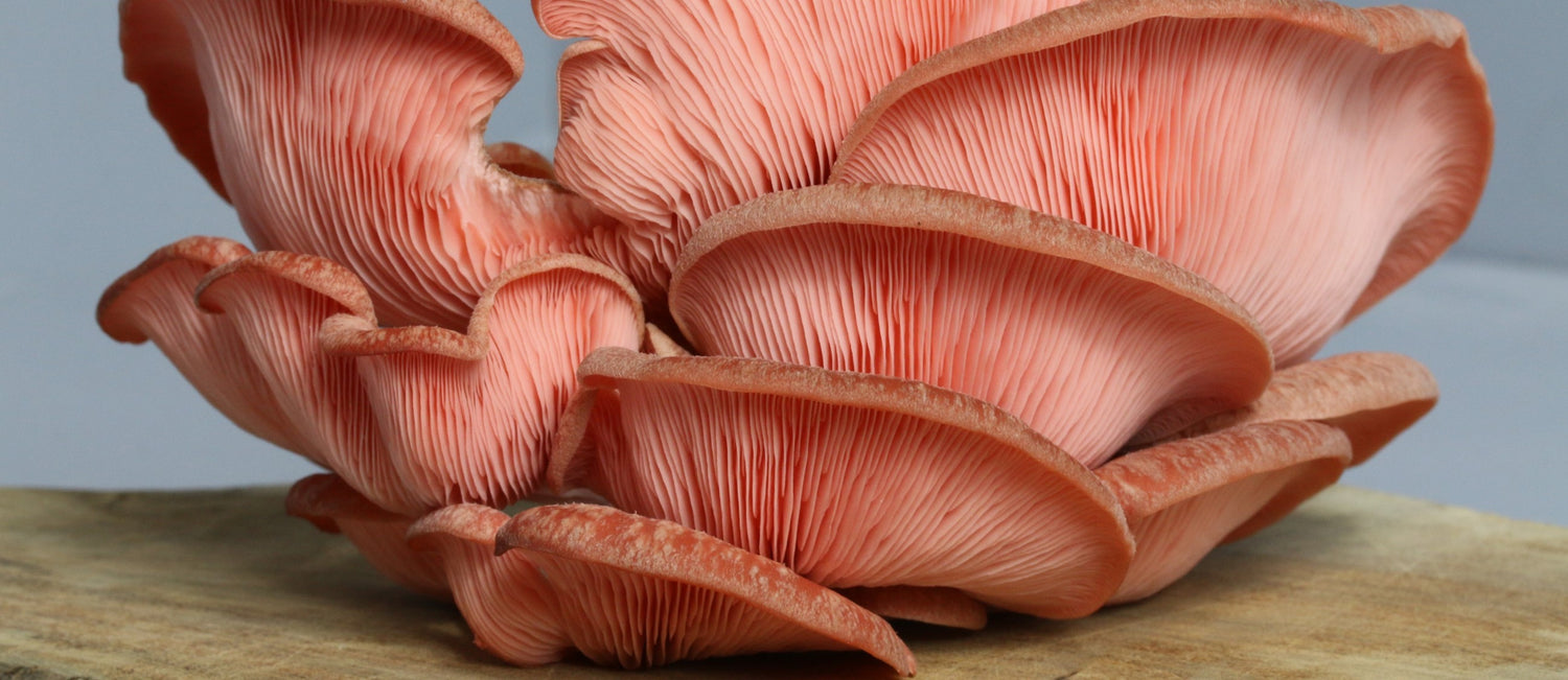 A large pink oyster mushroom