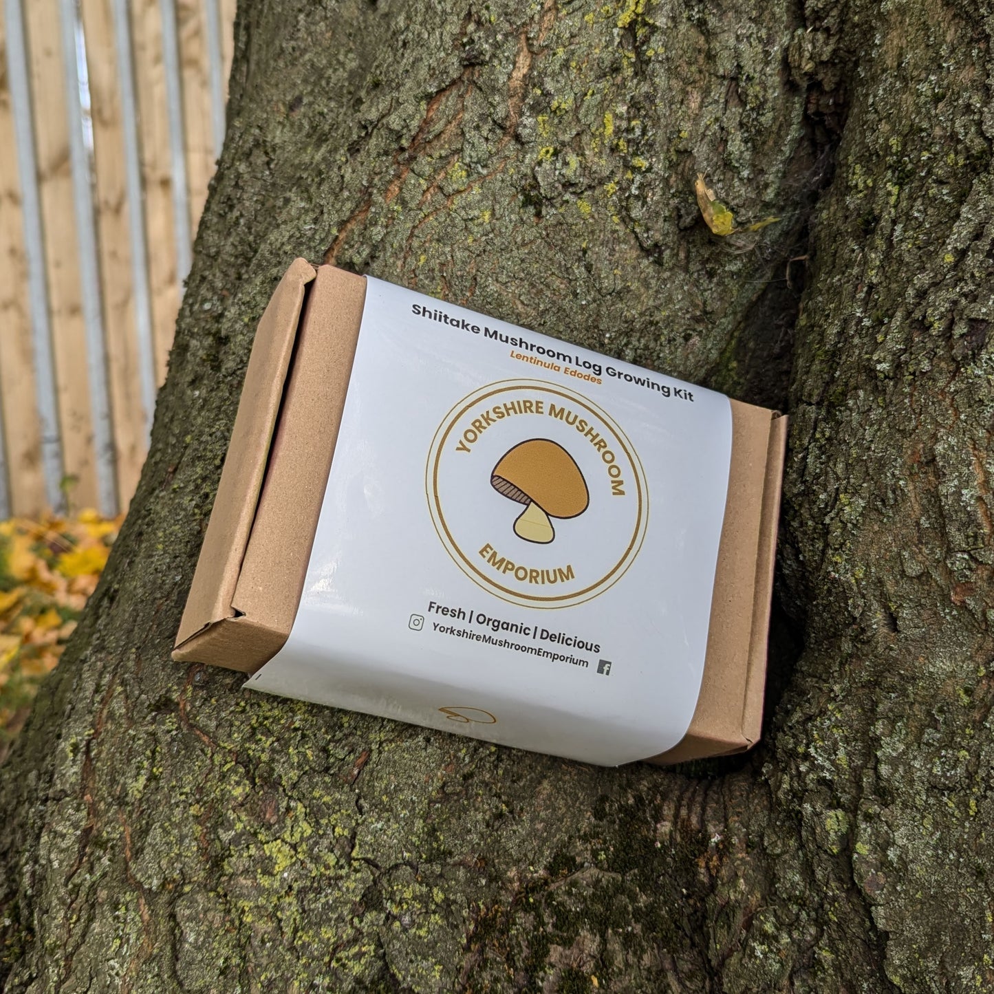 Shiitake Log Kit