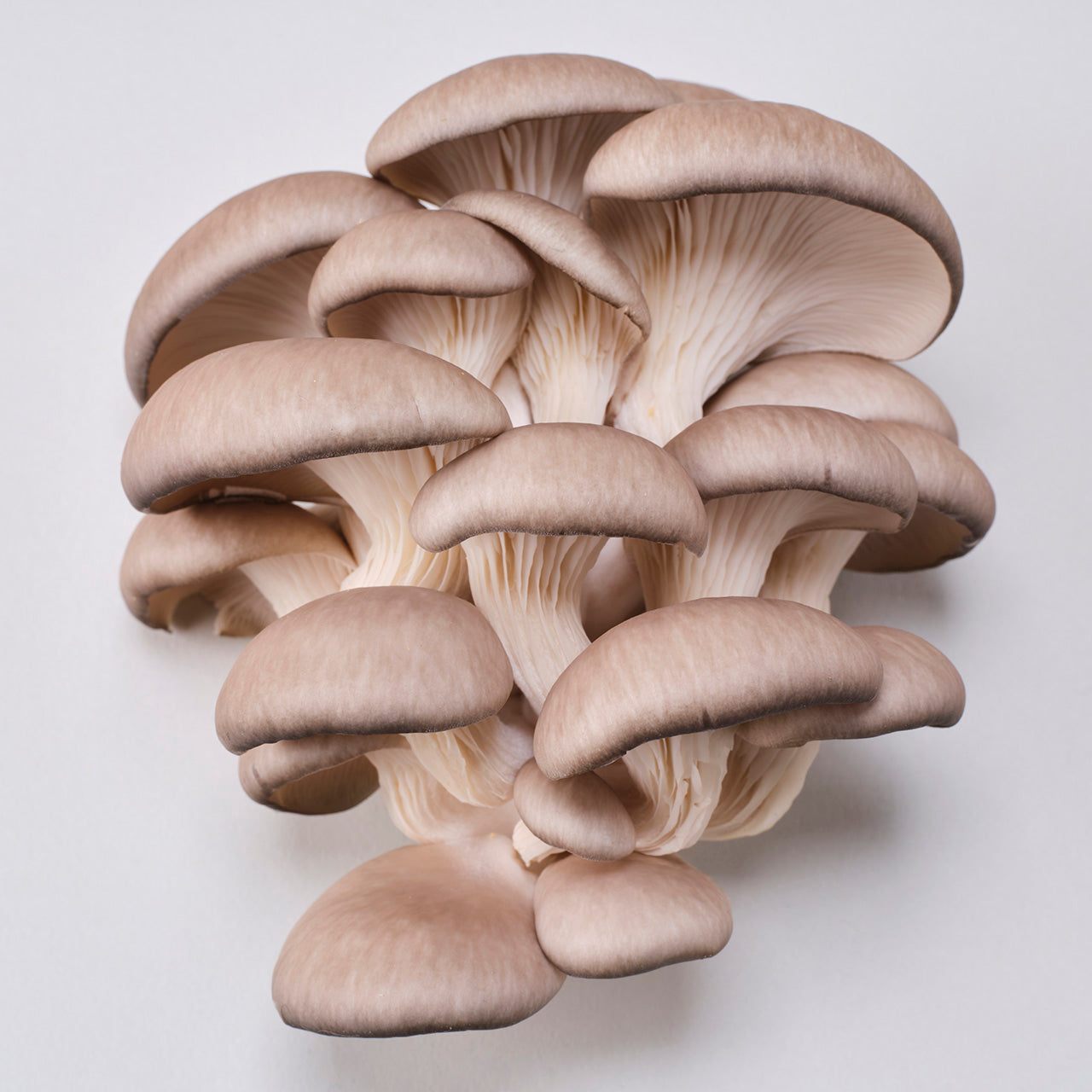 Grey Oyster Mushroom Grow Kit
