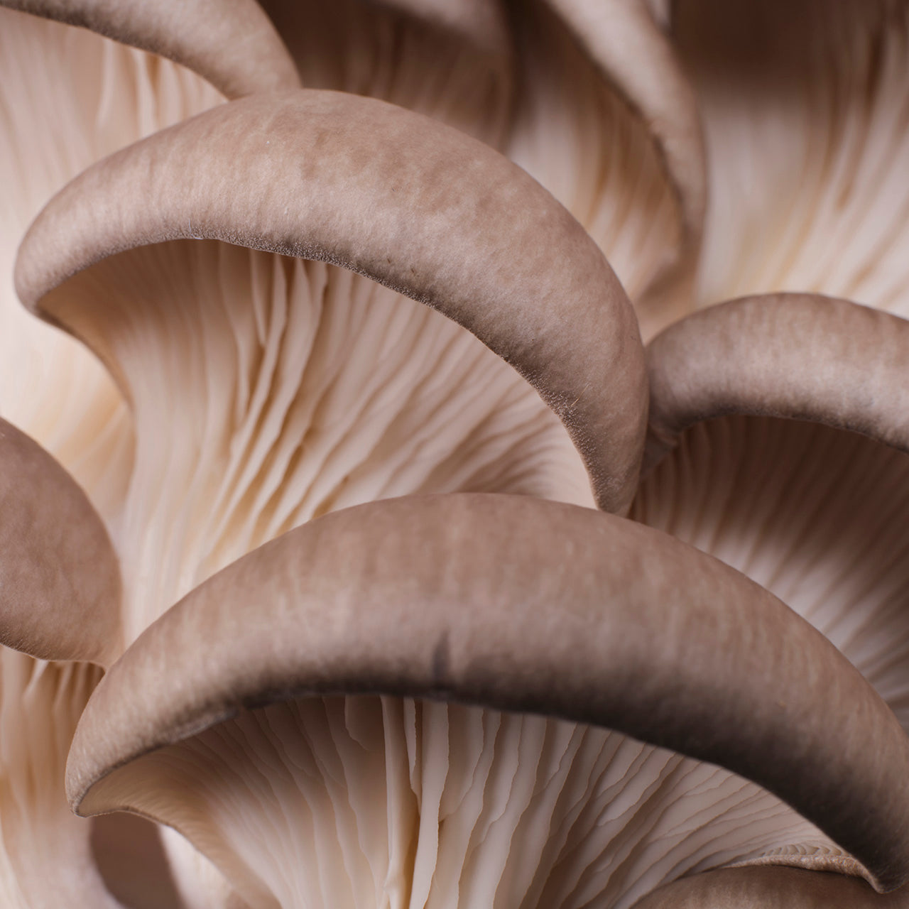 Mushrooms Natural - Raduga Grez