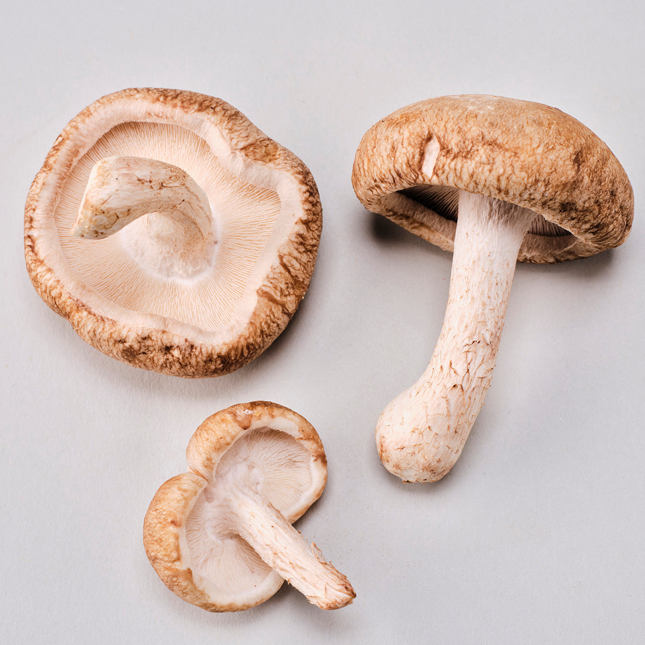 Shiitake Log Kit