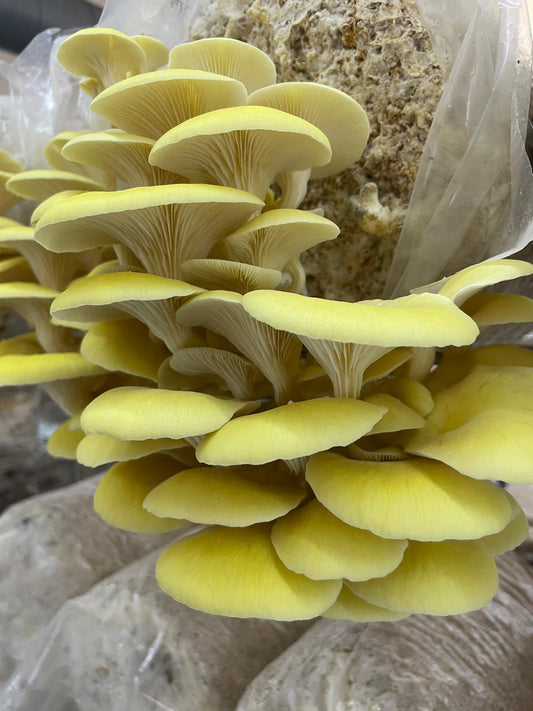 Fresh Golden Oyster Mushrooms