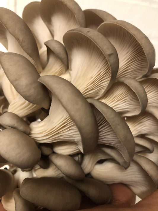 Fresh Grey Oyster Mushrooms